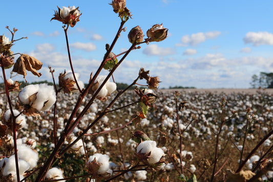 Is Turkish Cotton Better Than Egyptian Cotton?